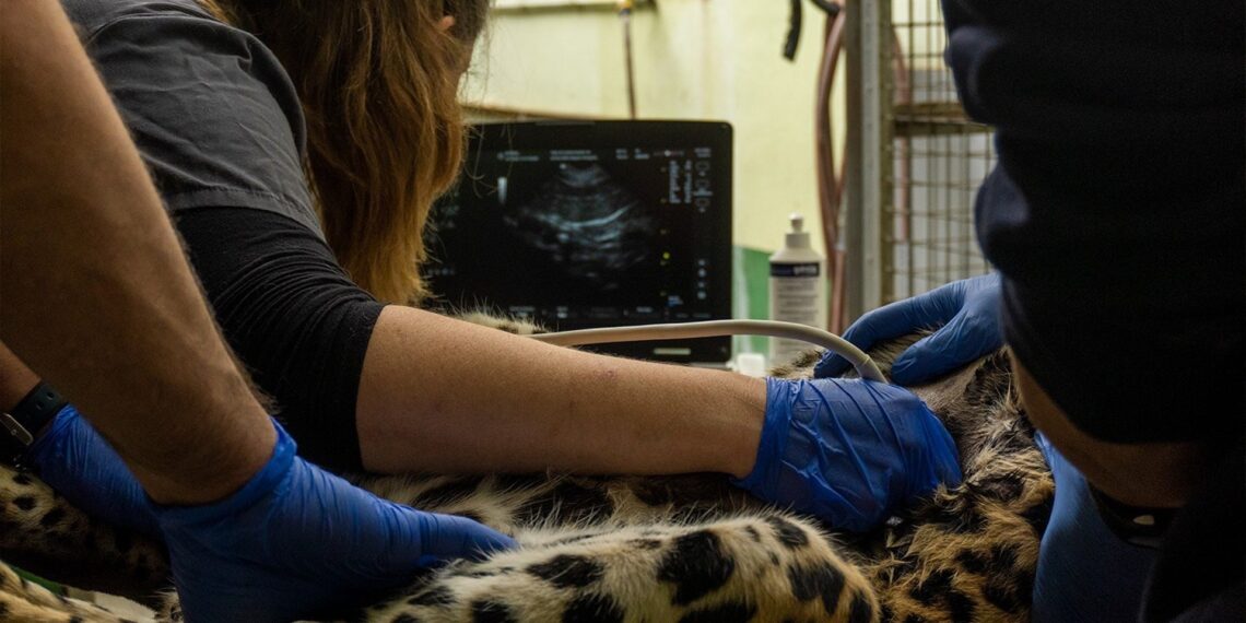 Bioparc Fuengirola realiza una revisión médica a Tissa, el leopardo de Sri Lanka por indicación de la EAZA