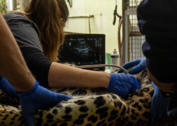 Bioparc Fuengirola realiza una revisión médica a Tissa, el leopardo de Sri Lanka por indicación de la EAZA