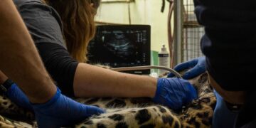 Bioparc Fuengirola realiza una revisión médica a Tissa, el leopardo de Sri Lanka por indicación de la EAZA