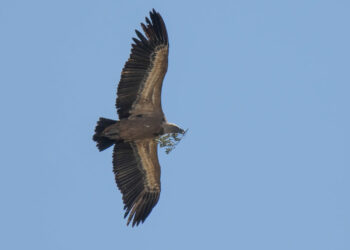 Avistado un buitre dorsiblanco en Casares, por Andrés Rojas Sánchez