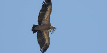Avistado un buitre dorsiblanco en Casares, por Andrés Rojas Sánchez