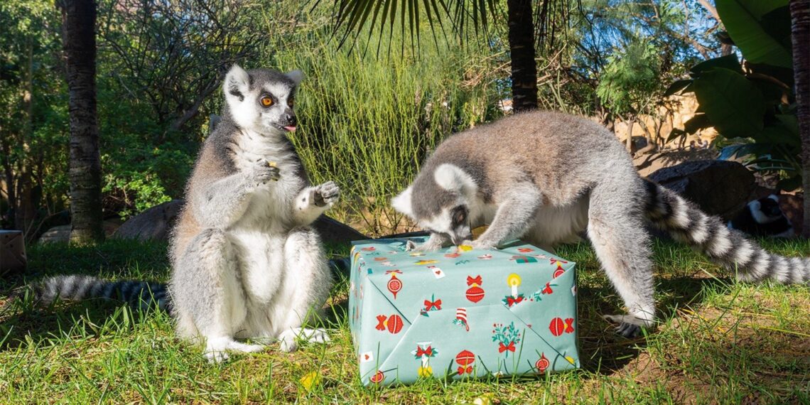 Los animales de Bioparc Fuengirola reciben la visita de los Reyes Magos