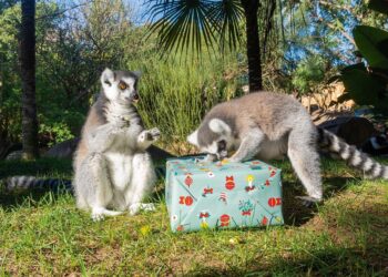 Los animales de Bioparc Fuengirola reciben la visita de los Reyes Magos