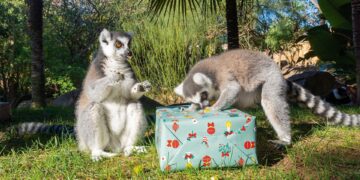 Los animales de Bioparc Fuengirola reciben la visita de los Reyes Magos