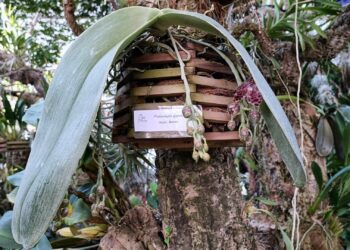 El Orquidario acoge la floración de la ‘Oreja de Elefante’, una particular orquídea de Borneo que destaca por el tamaño de sus hojas