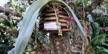 El Orquidario acoge la floración de la ‘Oreja de Elefante’, una particular orquídea de Borneo que destaca por el tamaño de sus hojas