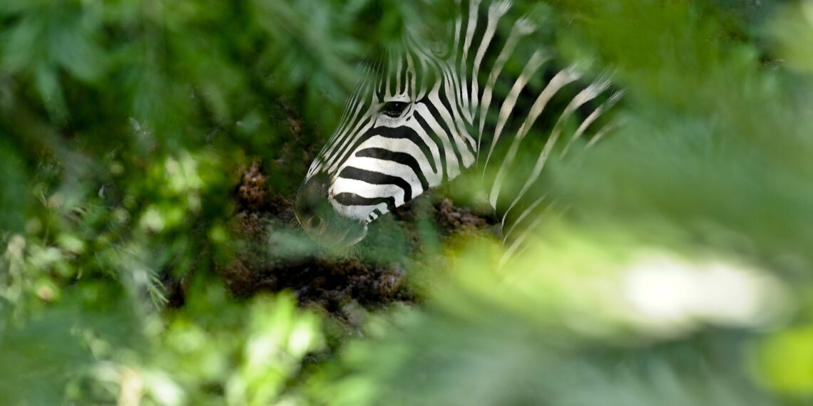 Selwo Aventura se suma al Día Internacional de la Cebra: un mamífero carismático