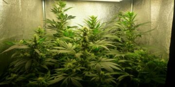 Desmantelada en Casares una organización polaca dedicada a la plantación indoor de marihuana