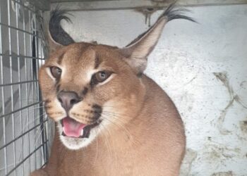 Capturan a un felino de 20 kilos en el jardín de una vivienda de Marbella tras escaparse de su hogar
