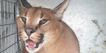 Capturan a un felino de 20 kilos en el jardín de una vivienda de Marbella tras escaparse de su hogar