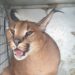 Capturan a un felino de 20 kilos en el jardín de una vivienda de Marbella tras escaparse de su hogar