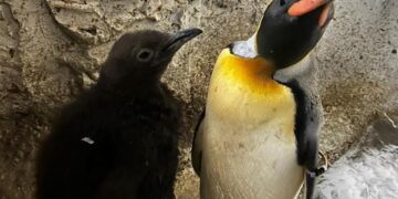 Selwo Marina cierra el pasado año con nacimientos de una cría de pingüino rey y otra de tortuga de patas rojas