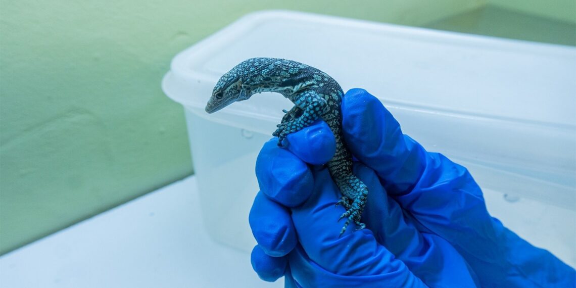 Nacen tres crías de varano azul en Bioparc Fuengirola