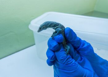 Nacen tres crías de varano azul en Bioparc Fuengirola