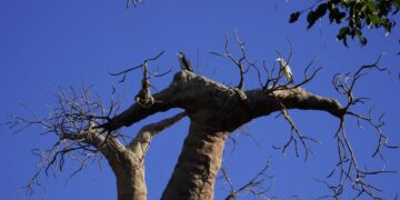 Varios tipos de aves eligen Bioparc Fuengirola para buscar agua y alimento ante la degradación de los humedales