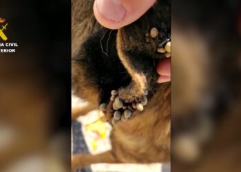 Golpe al maltrato animal en la provincia de Málaga: hasta 180 animales ‘salvados’ de situación de abandono y maltrato