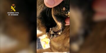 Golpe al maltrato animal en la provincia de Málaga: hasta 180 animales ‘salvados’ de situación de abandono y maltrato