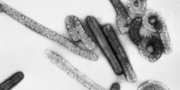 Andalucía elabora un protocolo de actuación frente al virus de Marburgo
