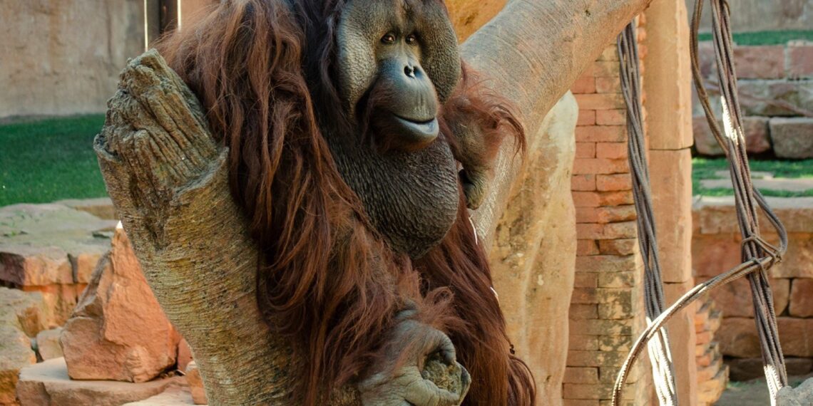 Fallece Peek, el macho orangután de Borneo de Bioparc Fuengirola