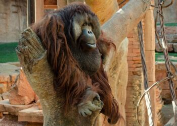 Fallece Peek, el macho orangután de Borneo de Bioparc Fuengirola
