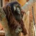 Fallece Peek, el macho orangután de Borneo de Bioparc Fuengirola