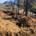 Ecologistas en Acción denuncia que las actuaciones en Sierra Mijas están siendo más dañinas que el propio incendio