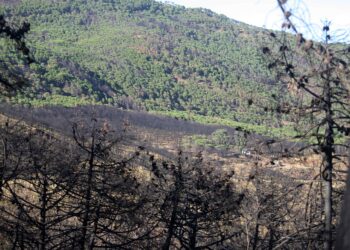 Comienza la segunda fase del plan de recuperación de Sierra Bermeja