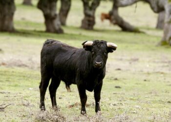 Moreno anuncia un aumento de subvenciones para las escuelas taurinas y el sector del toro bravo