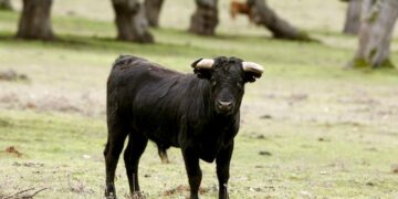 Moreno anuncia un aumento de subvenciones para las escuelas taurinas y el sector del toro bravo