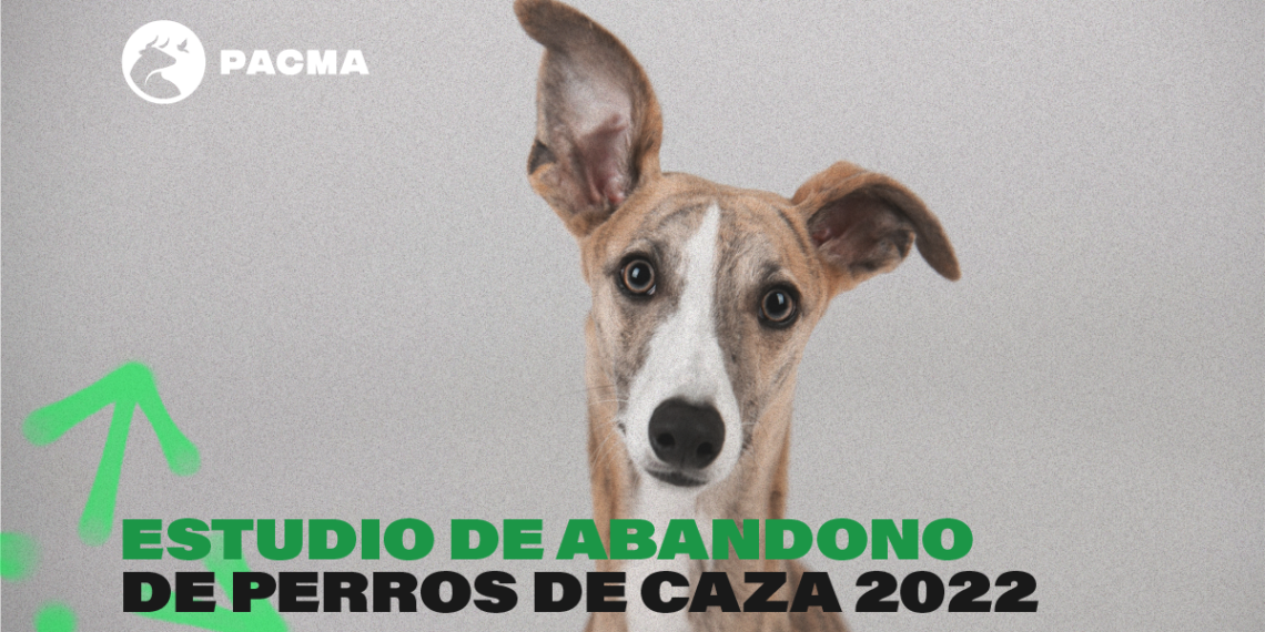 Más de 12.000 perros de caza fueron abandonados en España en 2022, con Andalucía a la cabeza con 5.542, según PACMA