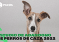 Más de 12.000 perros de caza fueron abandonados en España en 2022, con Andalucía a la cabeza con 5.542, según PACMA