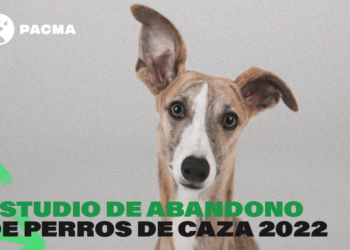 Más de 12.000 perros de caza fueron abandonados en España en 2022, con Andalucía a la cabeza con 5.542, según PACMA