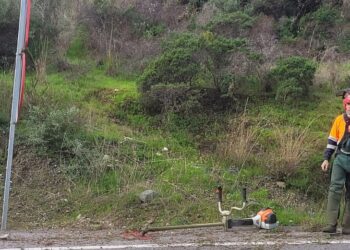 Comienzan los tratamientos forestales de prevención de incendios y mantenimiento en Benahavís