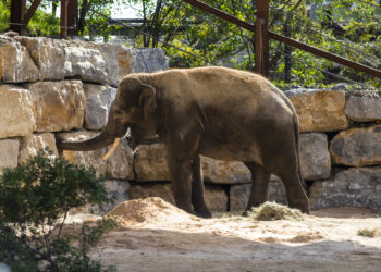 Selwo Aventura recibe al elefante Bogor gracias a la colaboración con Zoo de Madrid