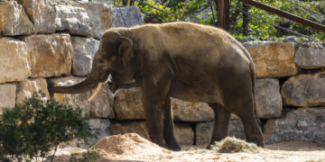 Selwo Aventura recibe al elefante Bogor gracias a la colaboración con Zoo de Madrid