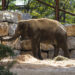 Selwo Aventura recibe al elefante Bogor gracias a la colaboración con Zoo de Madrid