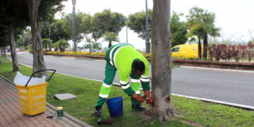 Estepona aplica un tratamiento sostenible a más de medio millar de ficus para combatir la plaga de la psila