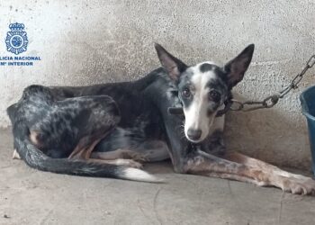 Rescatan a un perro a punto de morir en una finca de la Axarquía y detienen al dueño por maltrato