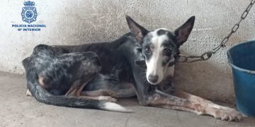 Rescatan a un perro a punto de morir en una finca de la Axarquía y detienen al dueño por maltrato
