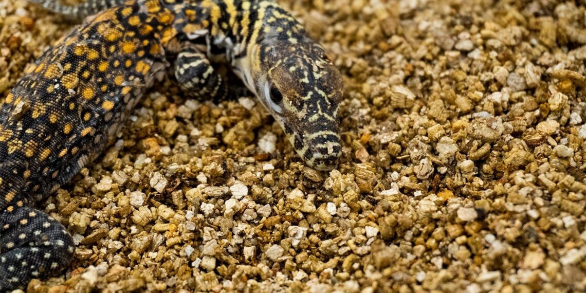 Nacen cinco crías de dragón de Komodo en Bioparc Fuengirola