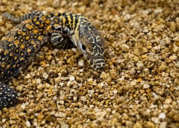 Nacen cinco crías de dragón de Komodo en Bioparc Fuengirola