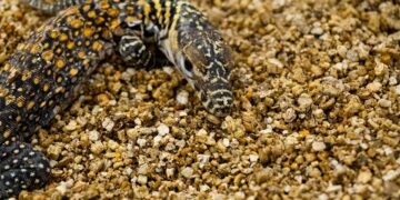 Nacen cinco crías de dragón de Komodo en Bioparc Fuengirola