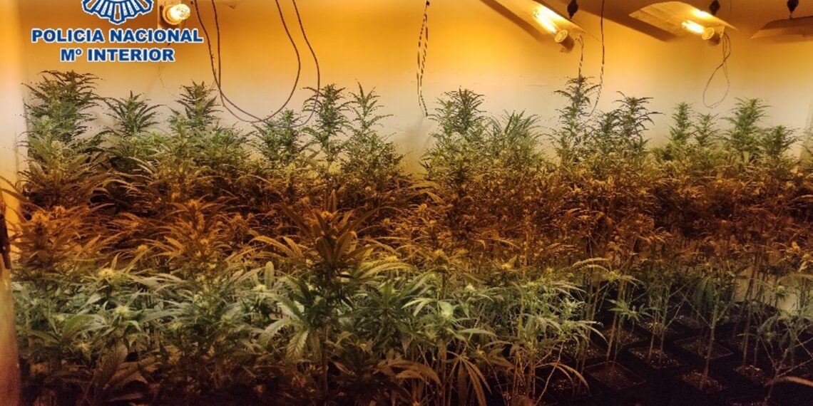 Ocho laboratorios de marihuana desmantelados en domicilios y detienen a siete personas