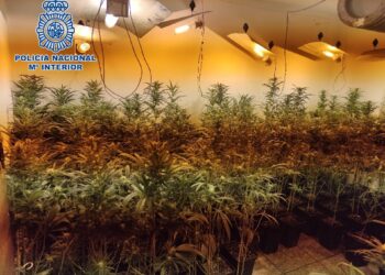 Ocho laboratorios de marihuana desmantelados en domicilios y detienen a siete personas