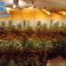 Ocho laboratorios de marihuana desmantelados en domicilios y detienen a siete personas