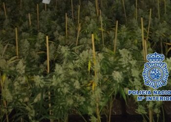 Detienen a una pareja con 436 plantas de marihuana en su casa en Málaga