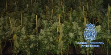 Detienen a una pareja con 436 plantas de marihuana en su casa en Málaga