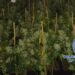 Detienen a una pareja con 436 plantas de marihuana en su casa en Málaga