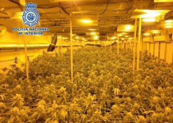 Cae una banda dedicada al cultivo de marihuana e intervienen 985 plantas en una nave en Manilva