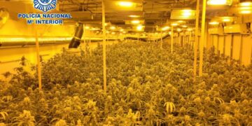Cae una banda dedicada al cultivo de marihuana e intervienen 985 plantas en una nave en Manilva